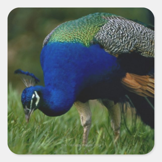Naher Pfau Quadratischer Aufkleber (Vorderseite)