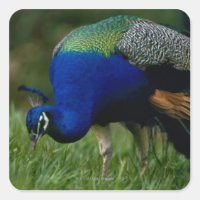 Naher Pfau