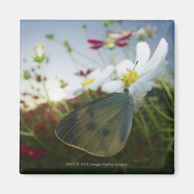 Naher Schmetterling auf Blume Magnet (Vorne)