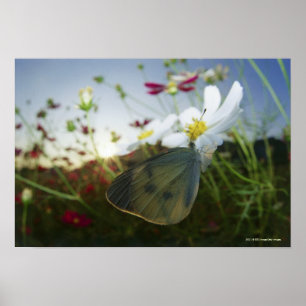 Naher Schmetterling auf Blume Poster