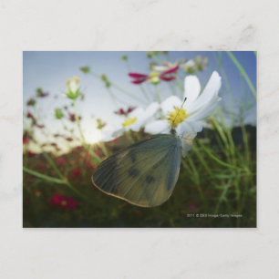 Naher Schmetterling auf Blume Postkarte