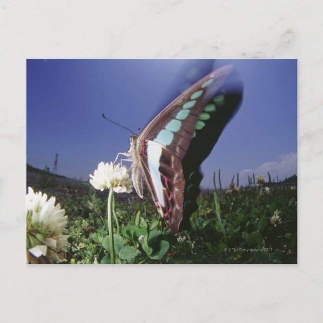 Naher Schmetterling auf der Blume, Flügelschlag Postkarte (Vorderseite)