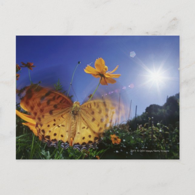 Naher Schmetterling, Flügel Postkarte (Vorderseite)