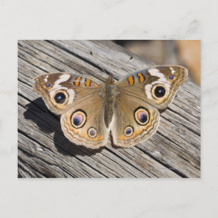 Naher Schmetterling (Junonia) Postkarte