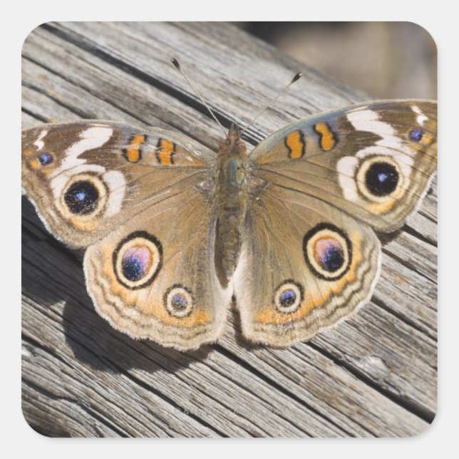 Naher Schmetterling (Junonia) Quadratischer Aufkleber (Vorderseite)