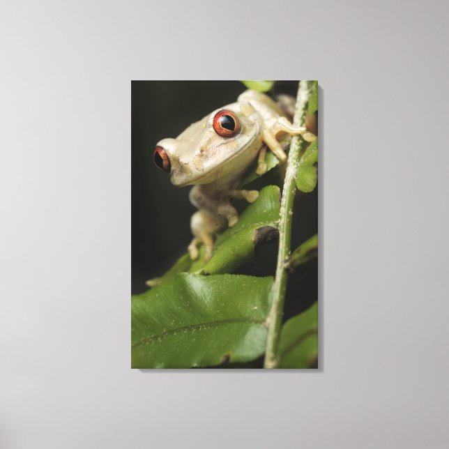 Naher Waldbaumfrosch (Leptopelis) Leinwanddruck (Vorderseite)