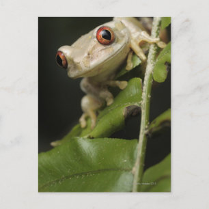 Naher Waldbaumfrosch (Leptopelis) Postkarte