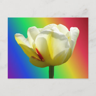 Naher, weißer, gelber Tulip, Regenbogenhaut Postkarte