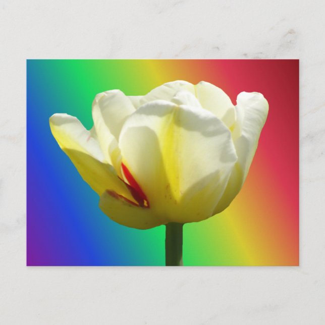 Naher, weißer, gelber Tulip, Regenbogenhaut Postkarte (Vorderseite)