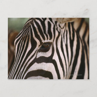 Naher Zebrakopf Postkarte
