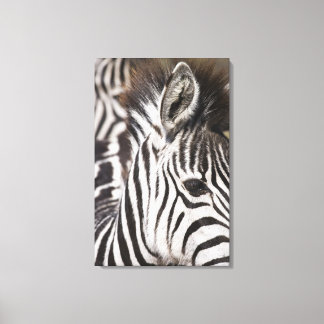 Naher Zebrastreifen Leinwanddruck