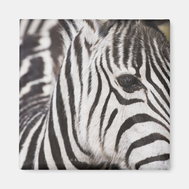 Naher Zebrastreifen Magnet (Vorne)