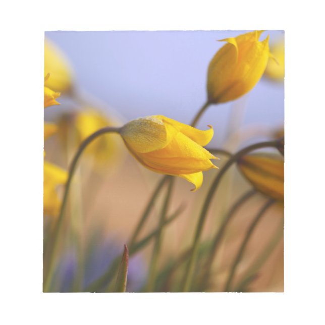 Naher Zusatz von Narzissen Notizblock (Vorderseite)