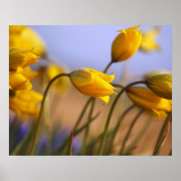 Naher Zusatz von Narzissen