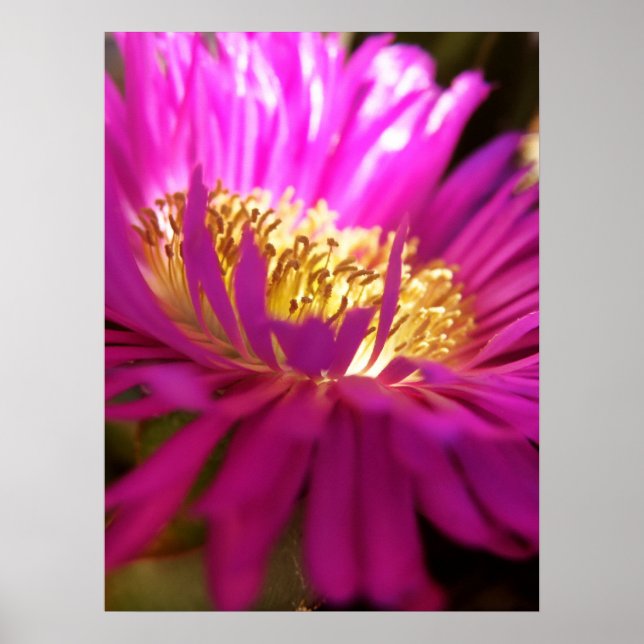 Nähere Blume Makro-Plakat Poster (Vorne)