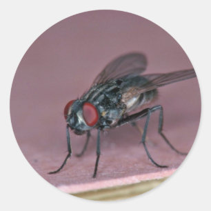 Nähere Sicht auf das Hausfliegeninsekt Runder Aufkleber