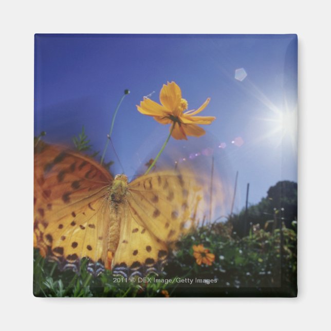 Nahes Aufblähen von Schmetterlingen Magnet (Vorne)