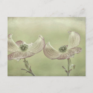 Nahes Aufblühen von rosa Dogwood  Seabeck, WA Postkarte