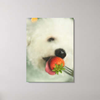 Nahes Aufgehen einer Bichon Frise, die eine Erdbee Leinwanddruck