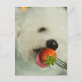 Nahes Aufgehen einer Bichon Frise, die eine Erdbee Postkarte
