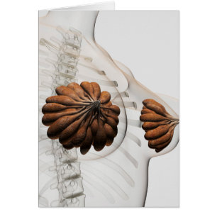 Nahes Aufkommen weiblicher Säugetierdrüsen