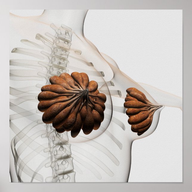 Nahes Aufkommen weiblicher Säugetierdrüsen Poster (Vorne)