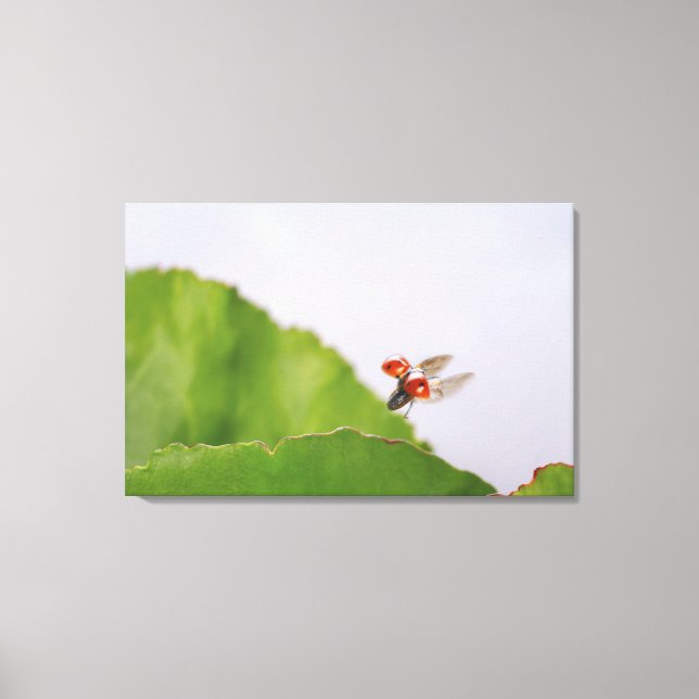 Nahes Auflegen eines über ein Blatt fliegenden Lad Leinwanddruck (Vorderseite)
