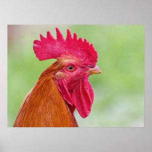 Nahes Auflisten Poster