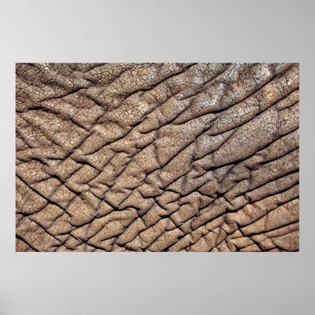 Nahes Aufsetzen der afrikanischen Elefantenlandsch Poster (Vorne)