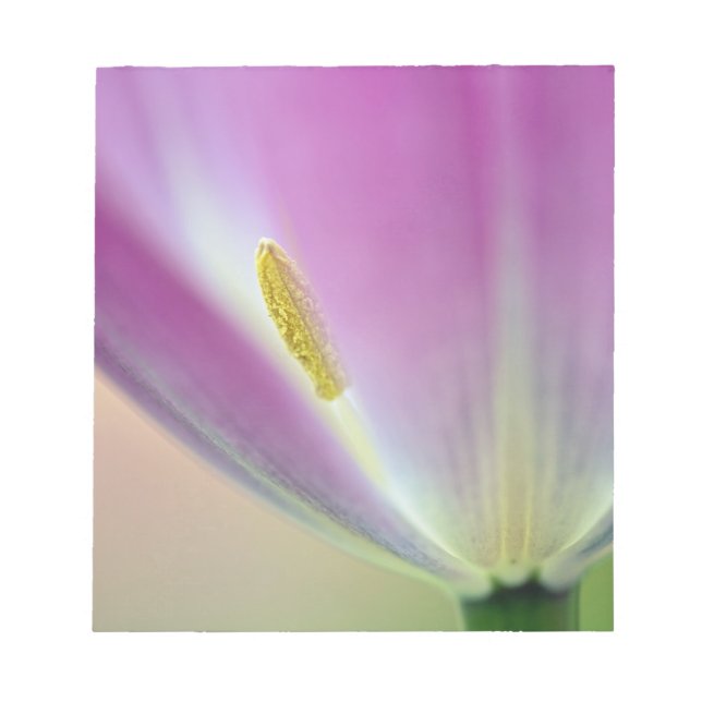 Nahes Aufsetzen der Unterseite der Tulpe-Blume, Ku Notizblock (Vorderseite)
