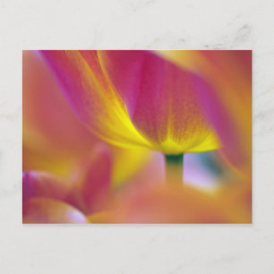 Nahes Aufsetzen der Unterseite der Tulpe-Blume, Ku Postkarte