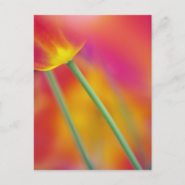 Nahes Aufsetzen der Unterseite der Tulpenbildung-B Postkarte (Vorderseite)