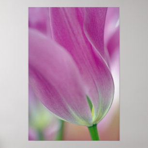 Nahes Aufsetzen der Unterseite der Tulpenbildung, Poster