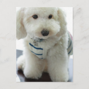 Nahes Aufsetzen eines Miniaturpoodles Postkarte