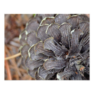 Nahes Aufsetzen eines Pinecons mit Kiefernnadeln Fotodruck