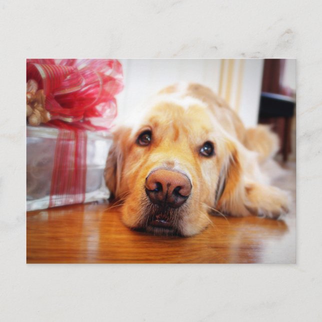 Nahes Aufsetzen eines schwungvollen Golden Retriev Postkarte (Vorderseite)