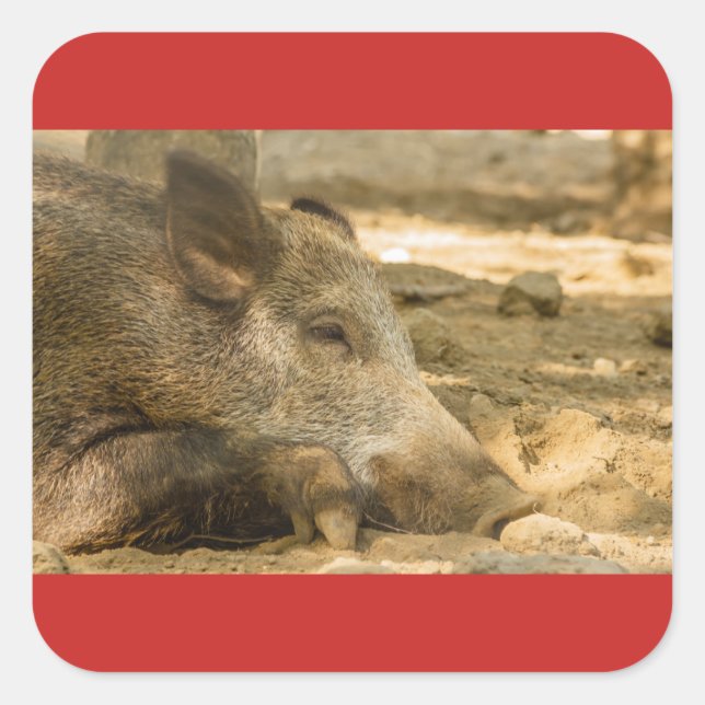 nahes Aufsetzen eines Wildschwein-Aufklebers auf d Quadratischer Aufkleber (Vorderseite)