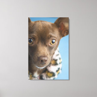 Nahes Aufsetzen von Chihuahua mit Furrkragen Leinwanddruck