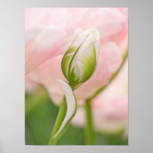 Nahes Auftragen von Tulpen und Knospen Poster