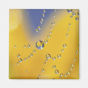 Nahes Aufziehen des Spinnennetzes mit Taubentropfe Magnet