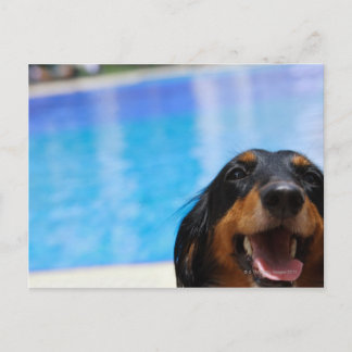 Nahes Aufziehen einer Dackel Postkarte
