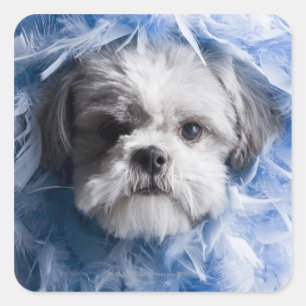 Nahes Aufziehen eines Welpen mit Federn Quadratischer Aufkleber