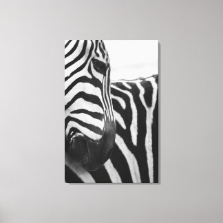 Nahes Aufziehen von Zebra im Gesicht und an der Sc Leinwanddruck