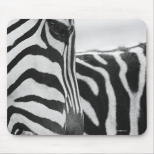 Nahes Aufziehen von Zebra im Gesicht und an der Sc Mousepad