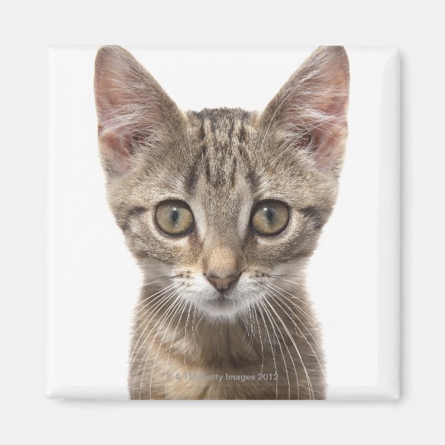 Nahes Bild eines Kätzchens Magnet (Vorne)