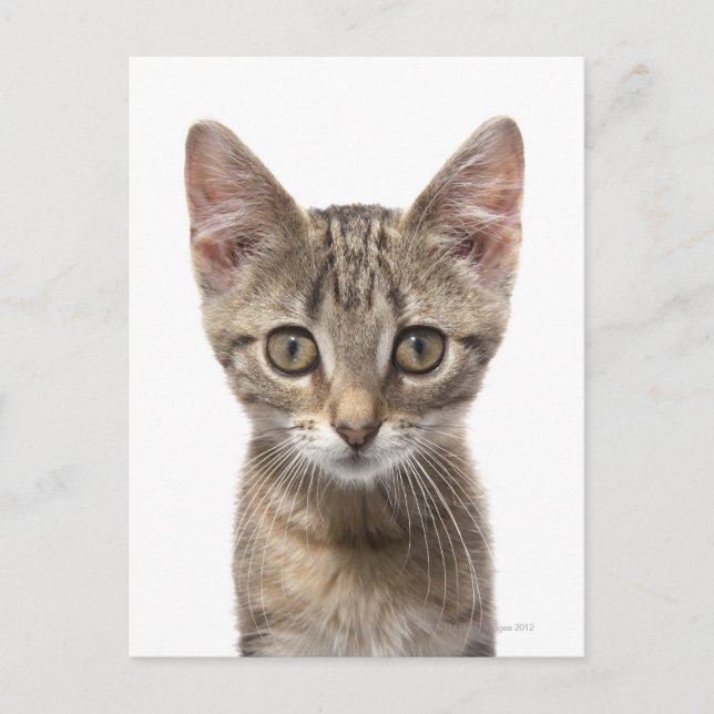 Nahes Bild eines Kätzchens Postkarte (Vorderseite)