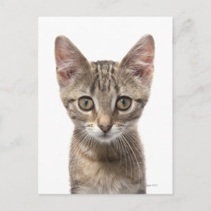Nahes Bild eines Kätzchens Postkarte