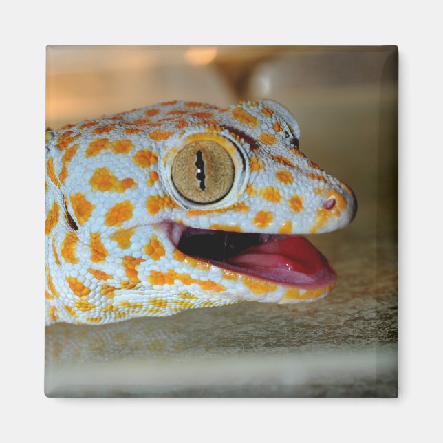 Nahes Bild von Tokay Gecko in TulaZoo Magnet (Vorne)