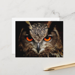 Nahes Eule mit orangefarbenen Augen Postkarte