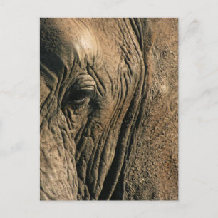 Nahes Foto des afrikanischen Elefantenauges Postkarte